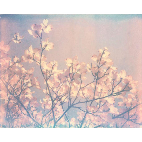 Flowering Dogwood II Black Modern Wood Framed Art Print with Double Matting by Johnson, Jason