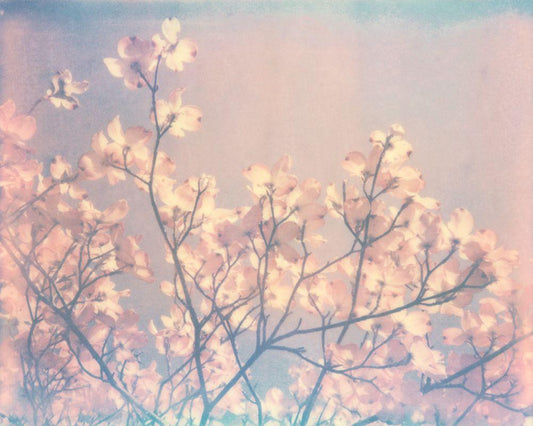 Image Only