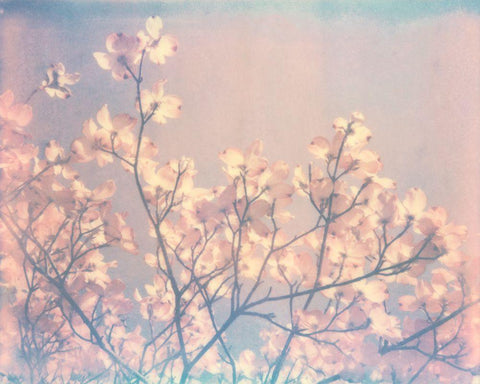 Flowering Dogwood II Black Ornate Wood Framed Art Print with Double Matting by Johnson, Jason