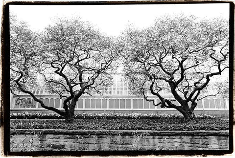 Conservatory II Black Ornate Wood Framed Art Print with Double Matting by DeNardo, Laura