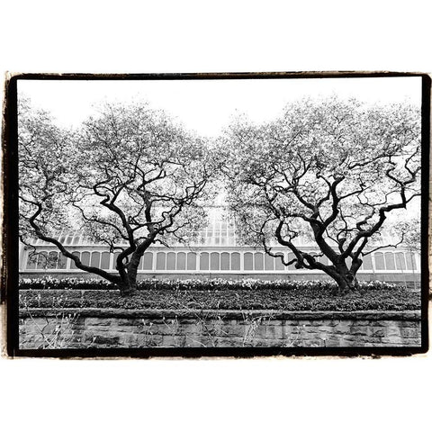 Conservatory II Black Modern Wood Framed Art Print by DeNardo, Laura