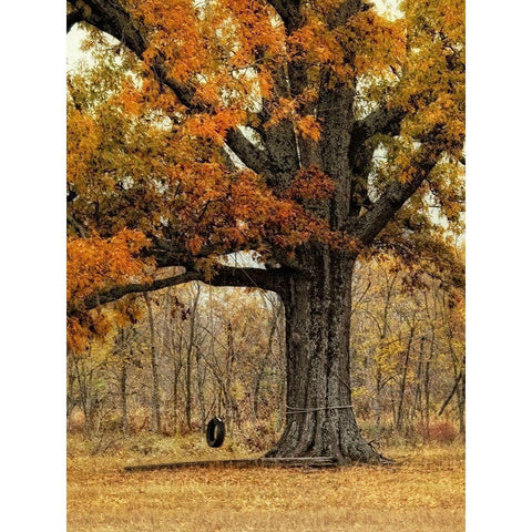 Tree Swing Black Modern Wood Framed Art Print by Head, Danny