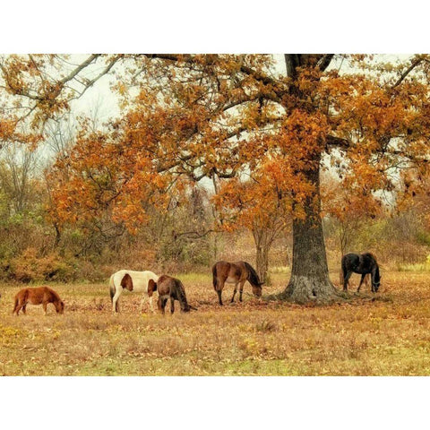 Calmly Grazing White Modern Wood Framed Art Print by Head, Danny