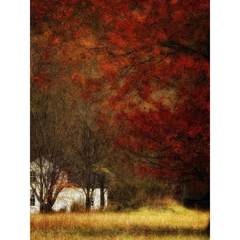 Beyond Octobers Maple Black Modern Wood Framed Art Print by Head, Danny