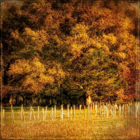 Fence Row Black Modern Wood Framed Art Print by Head, Danny