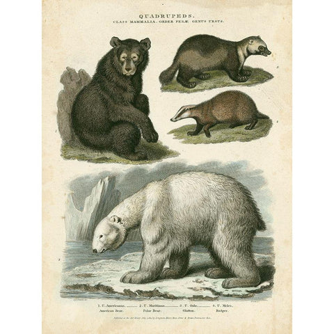 Brown Bear and Polar Bear Black Modern Wood Framed Art Print with Double Matting by Edwards, Sydenham