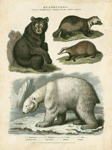Brown Bear and Polar Bear Black Ornate Wood Framed Art Print with Double Matting by Edwards, Sydenham