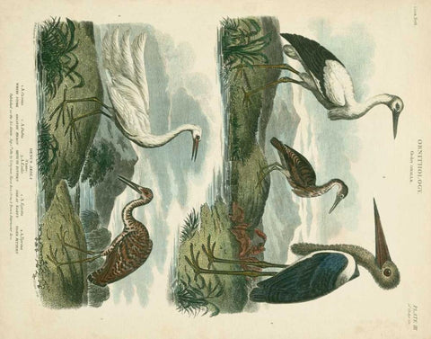 Heron and Crane Species I Black Ornate Wood Framed Art Print with Double Matting by Edwards, Sydenham