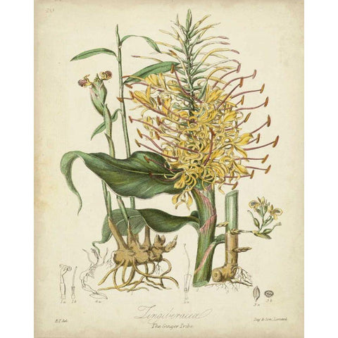 Twining Botanicals VII Gold Ornate Wood Framed Art Print with Double Matting by Twining, Elizabeth