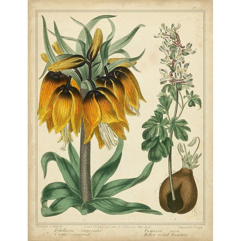 Golden Crown Imperial Gold Ornate Wood Framed Art Print with Double Matting by Edwards, Sydenham