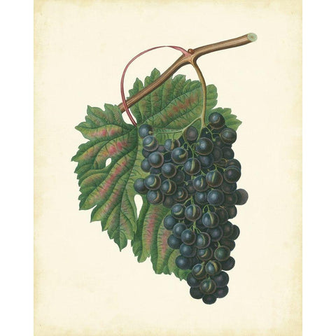 Plantation Grapes I Black Modern Wood Framed Art Print with Double Matting by Unknown