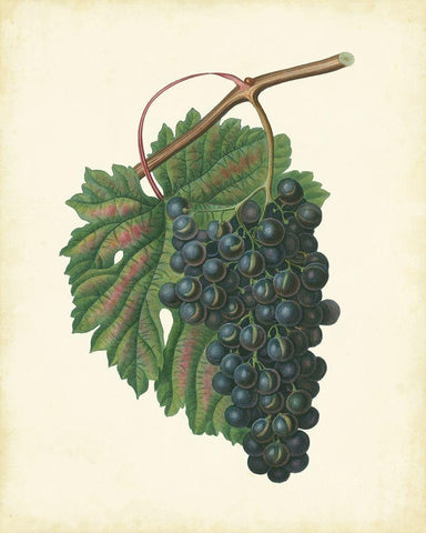 Plantation Grapes I Black Ornate Wood Framed Art Print with Double Matting by Unknown