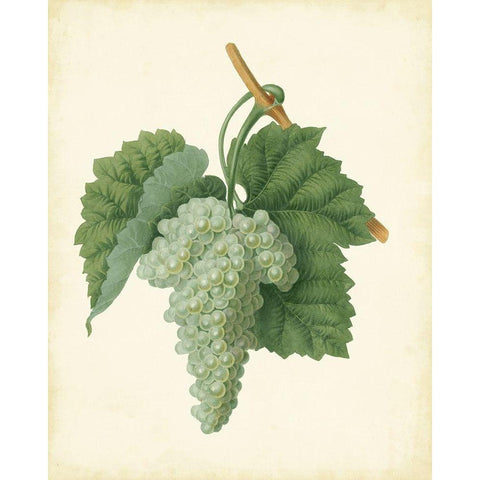 Plantation Grapes II White Modern Wood Framed Art Print by Unknown