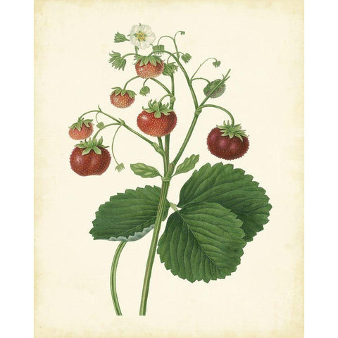 Plantation Strawberries I Gold Ornate Wood Framed Art Print with Double Matting by Unknown