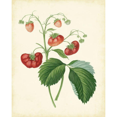 Plantation Strawberries II White Modern Wood Framed Art Print by Unknown