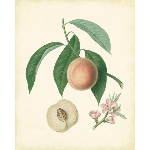 Plantation Peaches I Gold Ornate Wood Framed Art Print with Double Matting by Unknown