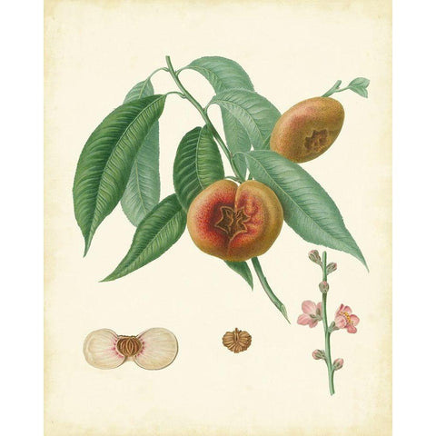 Plantation Peaches II Gold Ornate Wood Framed Art Print with Double Matting by Unknown