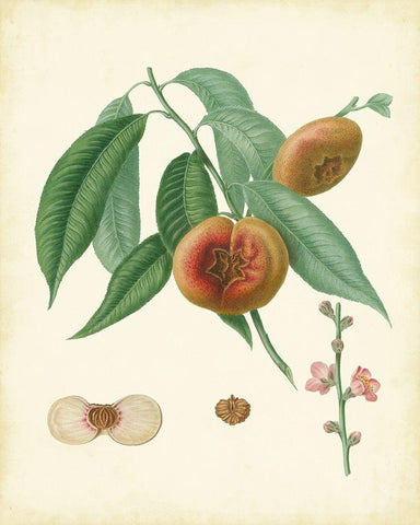 Plantation Peaches II White Modern Wood Framed Art Print with Double Matting by Unknown