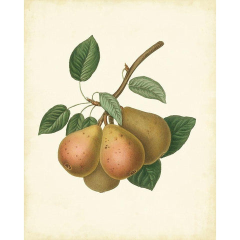 Plantation Pears I White Modern Wood Framed Art Print by Unknown