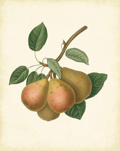 Plantation Pears I Black Ornate Wood Framed Art Print with Double Matting by Unknown