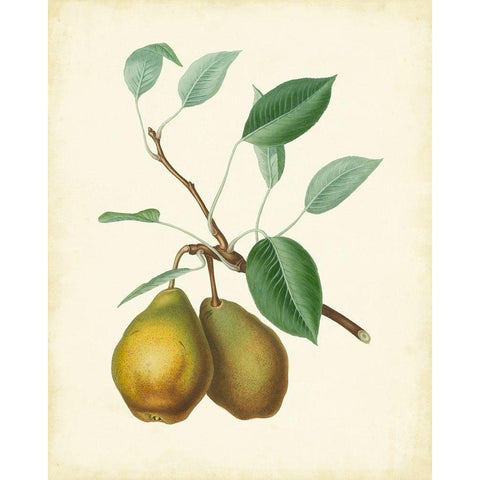 Plantation Pears II Black Modern Wood Framed Art Print with Double Matting by Unknown