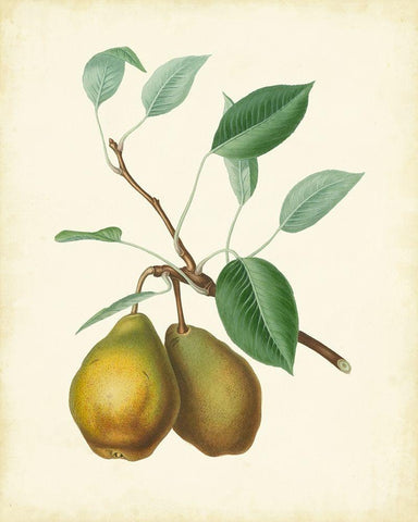 Plantation Pears II White Modern Wood Framed Art Print with Double Matting by Unknown