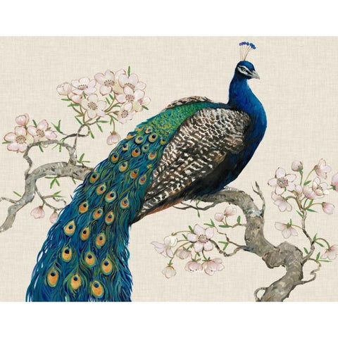 Peacock and Blossoms I White Modern Wood Framed Art Print by OToole, Tim