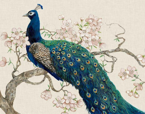 Peacock and Blossoms II White Modern Wood Framed Art Print with Double Matting by OToole, Tim