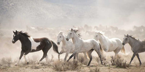 Open Range White Modern Wood Framed Art Print with Double Matting by PHBurchett