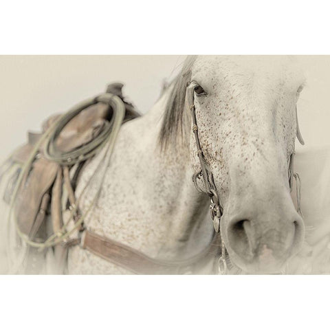 Cow Pony White Modern Wood Framed Art Print by PHBurchett