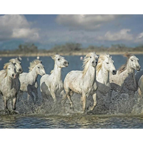 White Horses of the Camargue Gold Ornate Wood Framed Art Print with Double Matting by PHBurchett