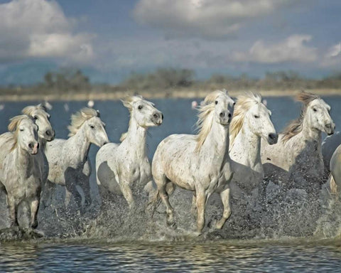 White Horses of the Camargue White Modern Wood Framed Art Print with Double Matting by PHBurchett