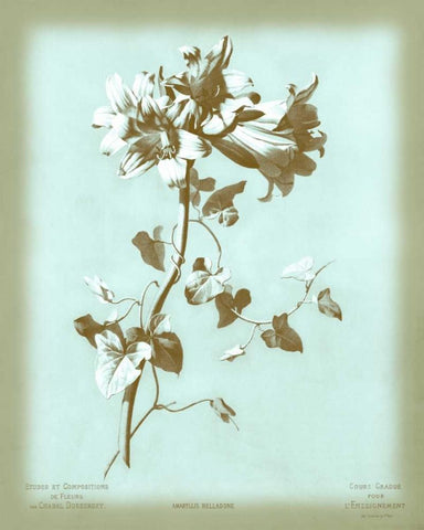 Dussurgey Amaryllis on Blue Black Ornate Wood Framed Art Print with Double Matting by Dussurgey, Chabal
