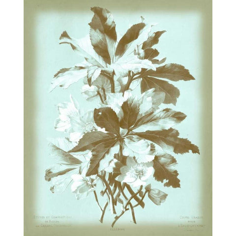 Dussurgey Ellebore on Blue Black Modern Wood Framed Art Print with Double Matting by Dussurgey, Chabal