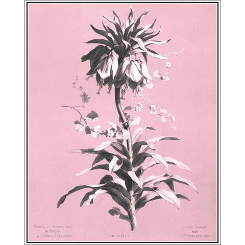 Dussurgey Imperiale on Pink White Modern Wood Framed Art Print by Dussurgey, Chabal
