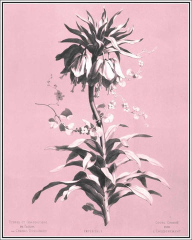 Dussurgey Imperiale on Pink White Modern Wood Framed Art Print with Double Matting by Dussurgey, Chabal