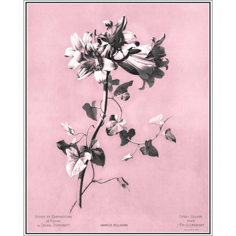 Dussurgey Amaryllis on Pink White Modern Wood Framed Art Print by Dussurgey, Chabal
