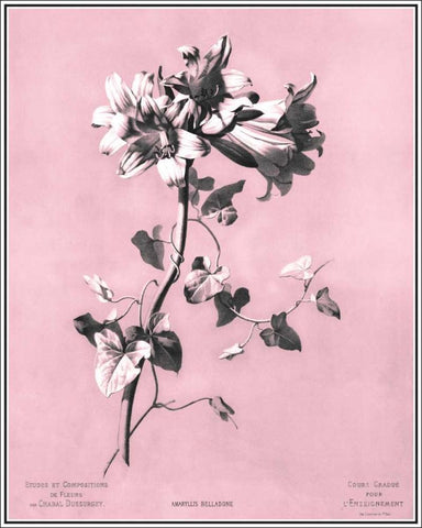 Dussurgey Amaryllis on Pink White Modern Wood Framed Art Print with Double Matting by Dussurgey, Chabal