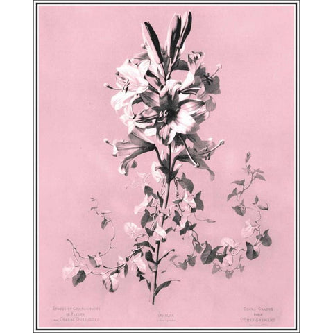 Dussurgey Lilium on Pink Gold Ornate Wood Framed Art Print with Double Matting by Dussurgey, Chabal