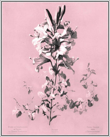Dussurgey Lilium on Pink White Modern Wood Framed Art Print with Double Matting by Dussurgey, Chabal