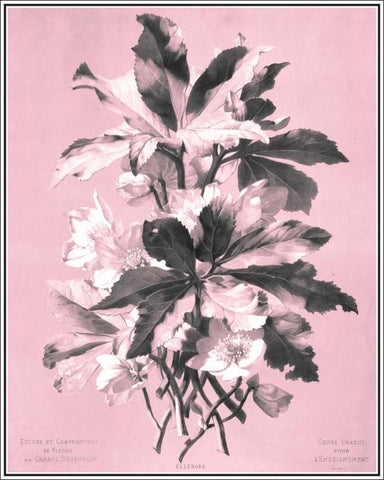 Dussurgey Ellebore on Pink White Modern Wood Framed Art Print with Double Matting by Dussurgey, Chabal
