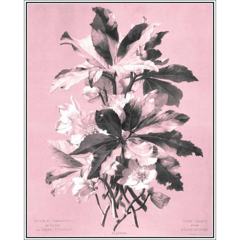 Dussurgey Ellebore on Pink Gold Ornate Wood Framed Art Print with Double Matting by Dussurgey, Chabal
