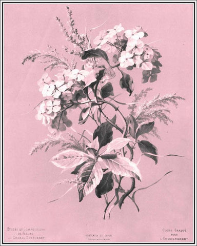 Dussurgey Hydrangea on Pink White Modern Wood Framed Art Print with Double Matting by Dussurgey, Chabal