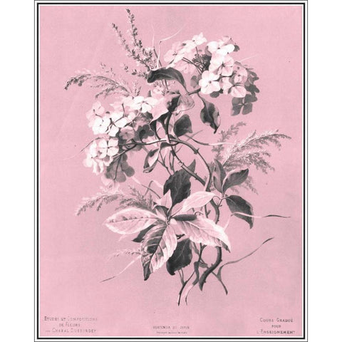 Dussurgey Hydrangea on Pink White Modern Wood Framed Art Print by Dussurgey, Chabal