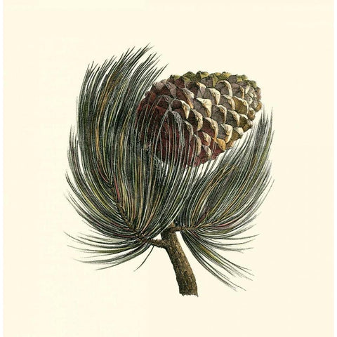 Pignon Pine Black Modern Wood Framed Art Print with Double Matting by Unknown