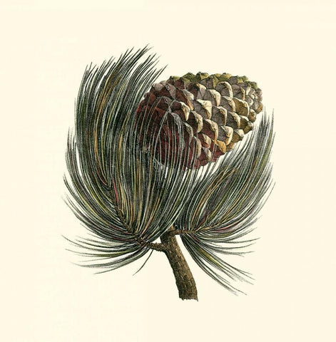 Pignon Pine Black Ornate Wood Framed Art Print with Double Matting by Unknown