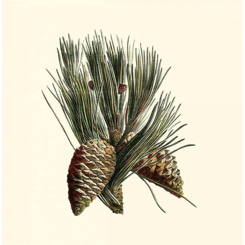 Bordeaux Pine White Modern Wood Framed Art Print by Unknown