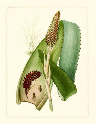 Exotic Flora I White Modern Wood Framed Art Print with Double Matting by Vision Studio