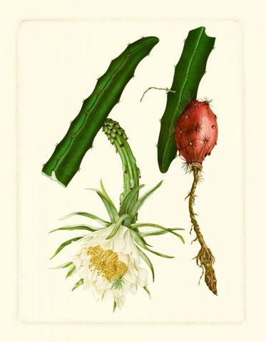 Exotic Flora II Black Ornate Wood Framed Art Print with Double Matting by Vision Studio