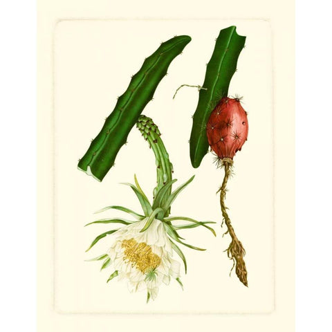 Exotic Flora II White Modern Wood Framed Art Print by Vision Studio